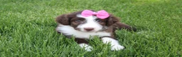 Mini Aussiedoodle dogs for sale: Cassie - Ad 4