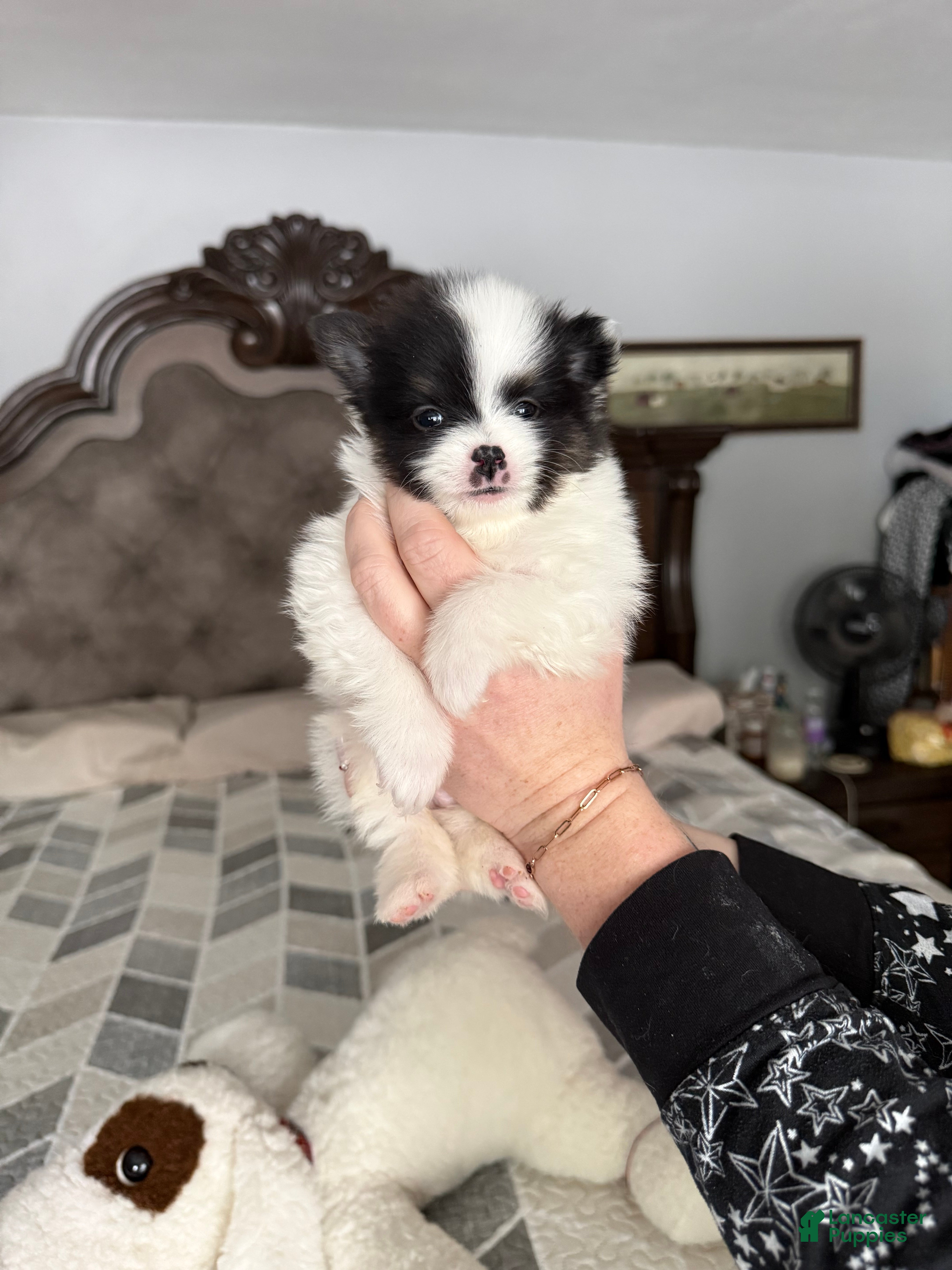 Pomeranian dogs Eli - Ad 27