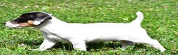 Jack Russell Terrier dogs for sale: Jasper - Ad 7