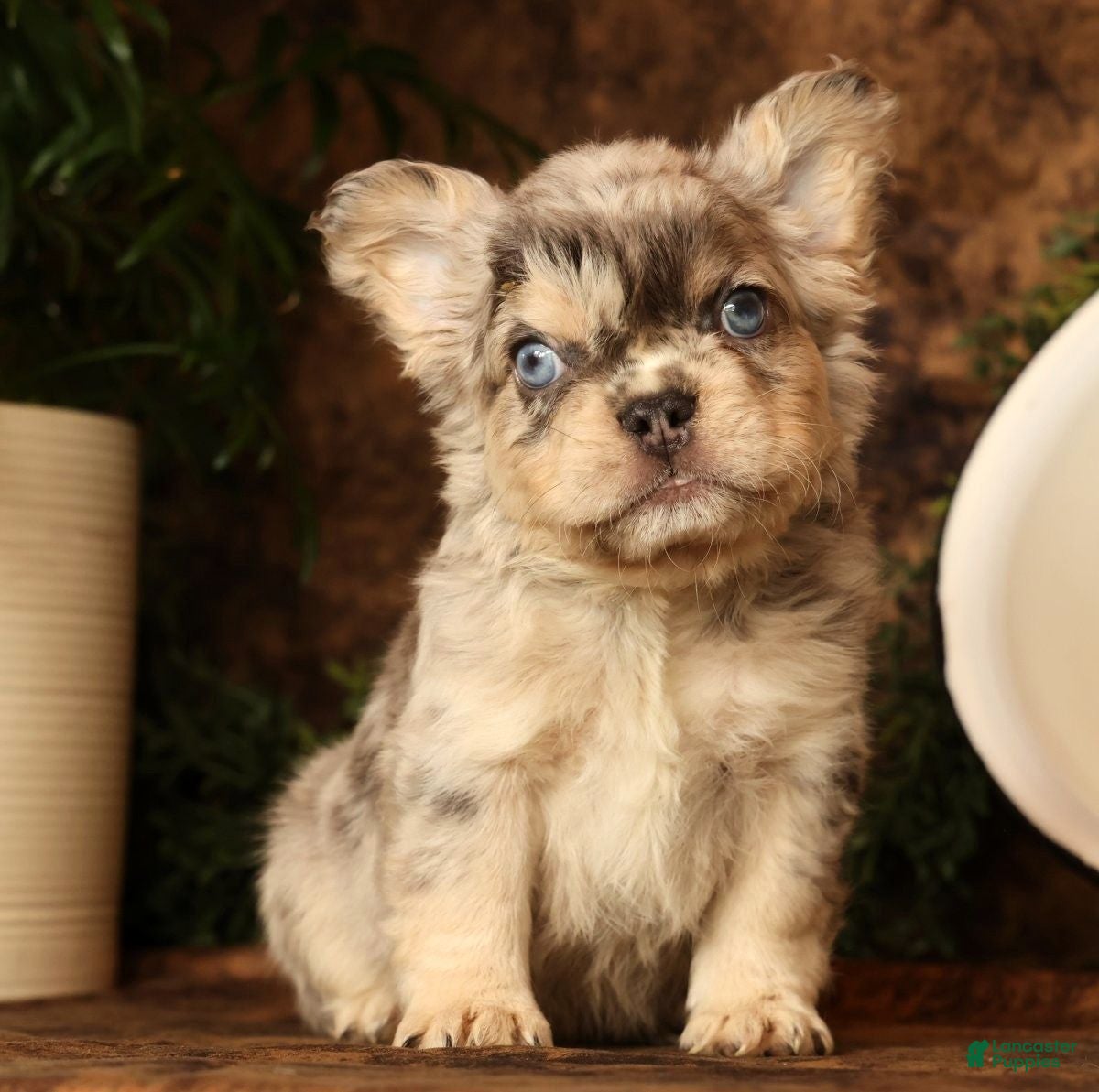 French Bulldog dogs Lonnie - Ad 1