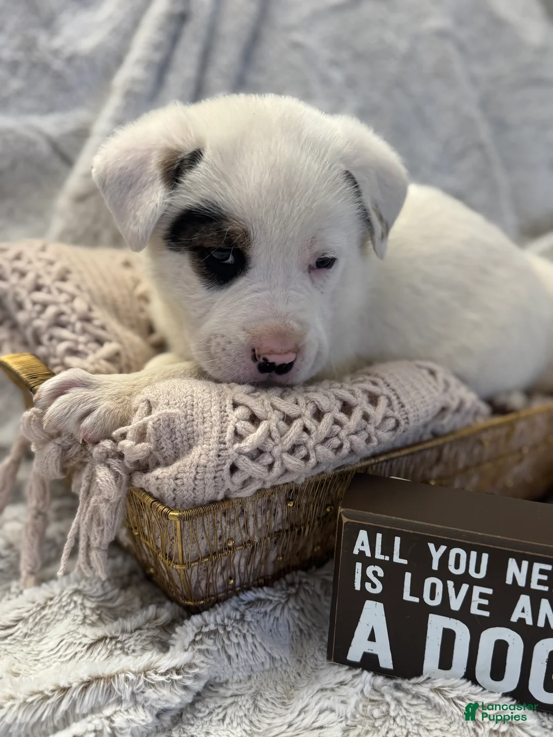 Mixed Breed dogs for sale: Bandit - Ad 4