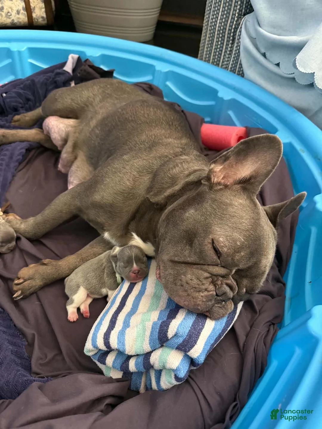 French Bulldog dogs for sale: French Bulldog Male - Rusty - Ad 17