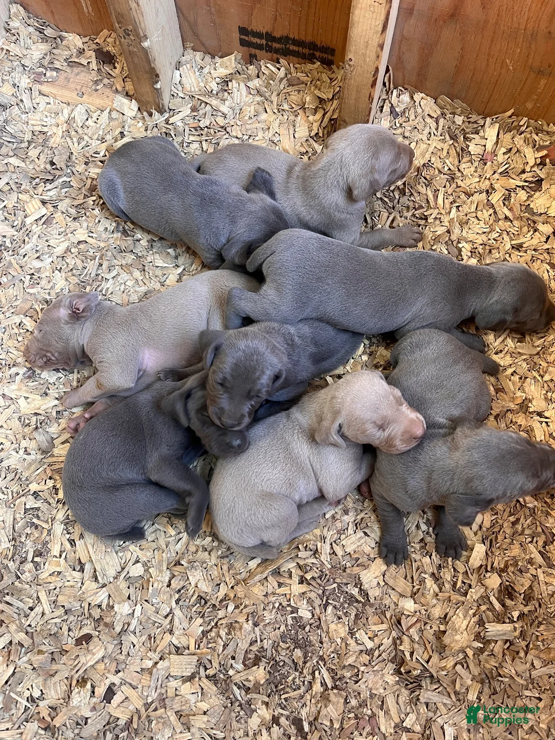 Weimaraner dogs for sale: Weimaraner 7 - Ad 3