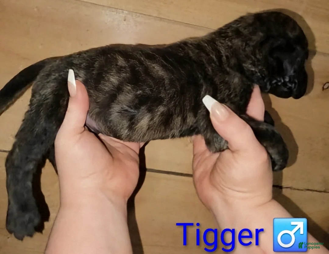 English Mastiff dogs for sale: Tigger - Ad 2