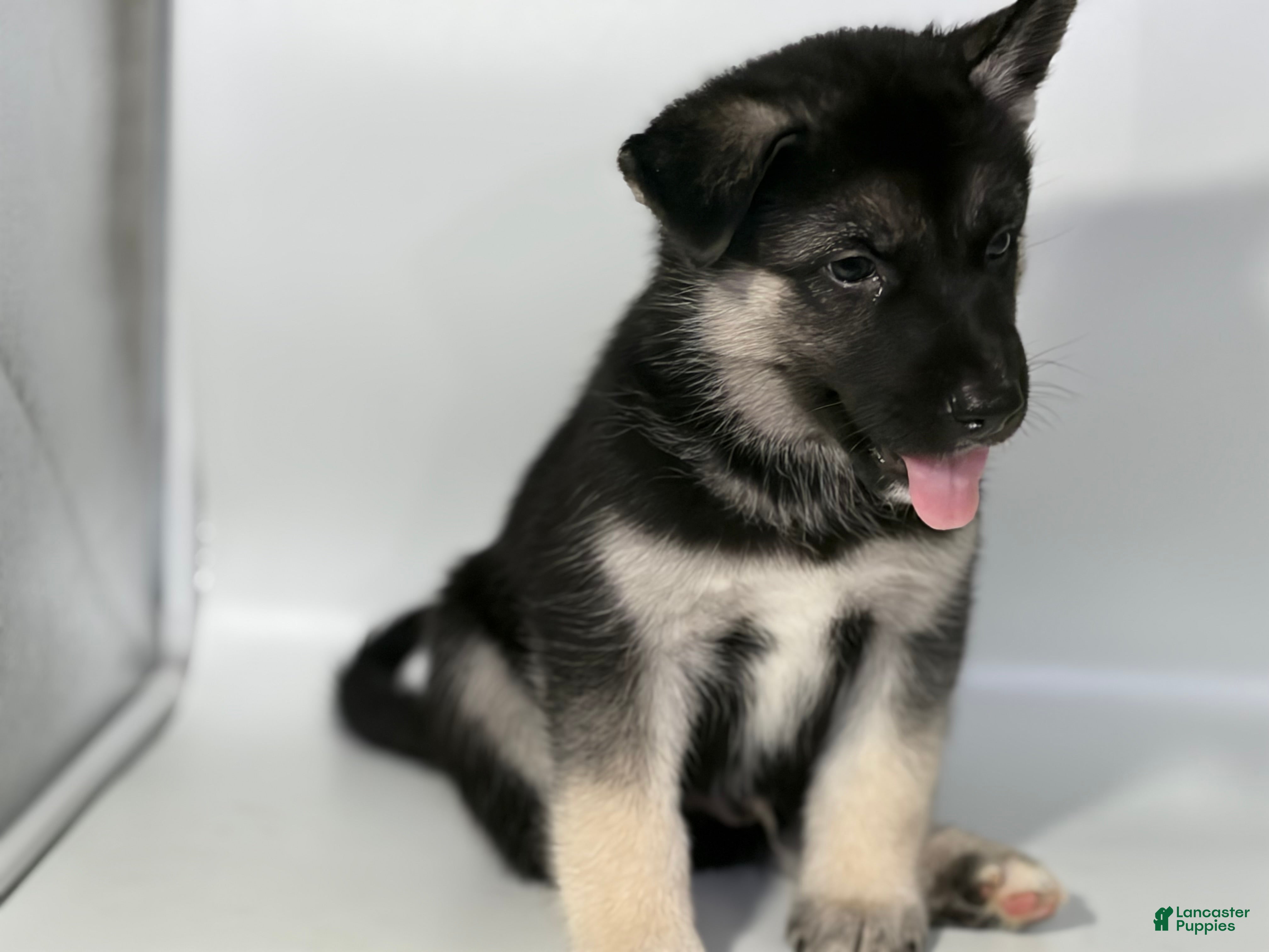 Mixed Breed dogs Buddy - Ad 2