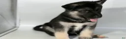 Mixed Breed dogs for sale: Buddy - Ad 2