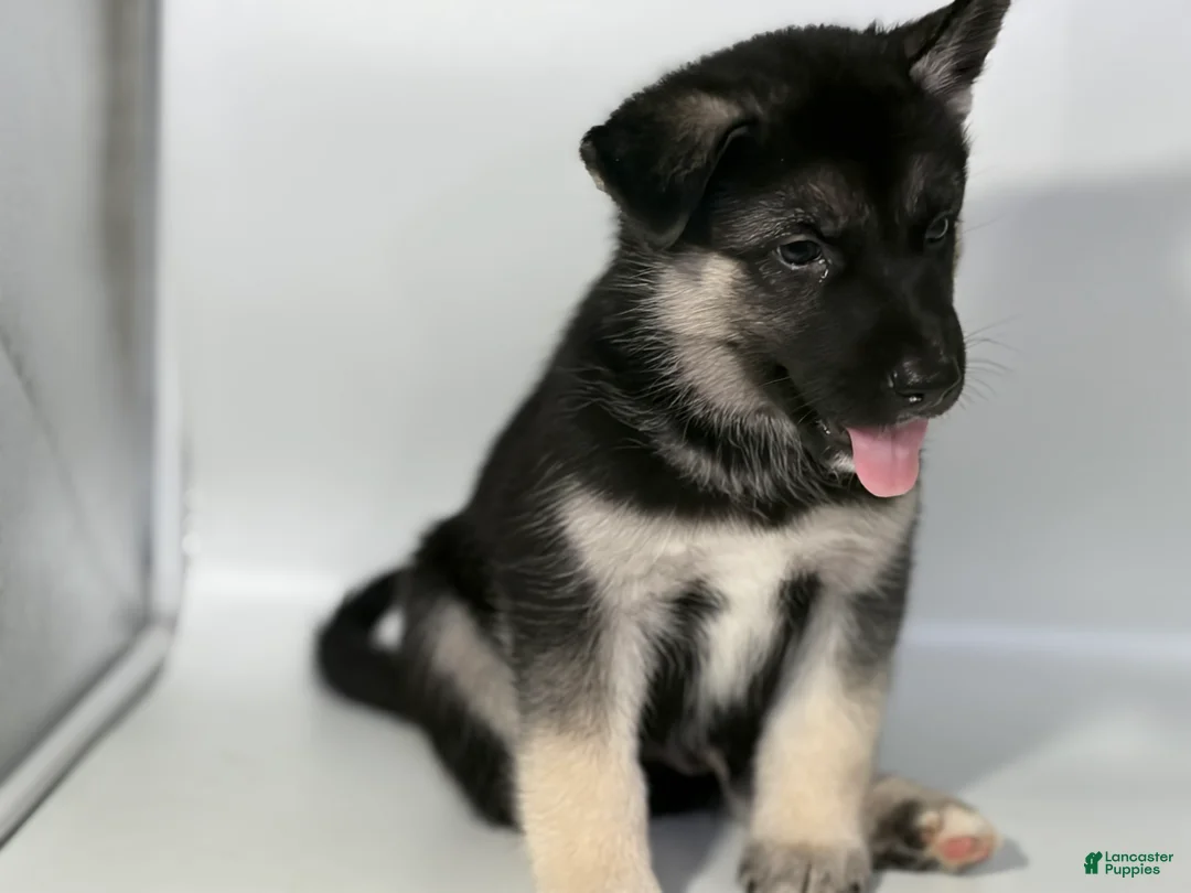 Mixed Breed dogs for sale: Buddy - Ad 2