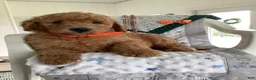 Goldendoodle dogs for sale: Goldendoodle 2 Ronnie F1b  - Ad 4