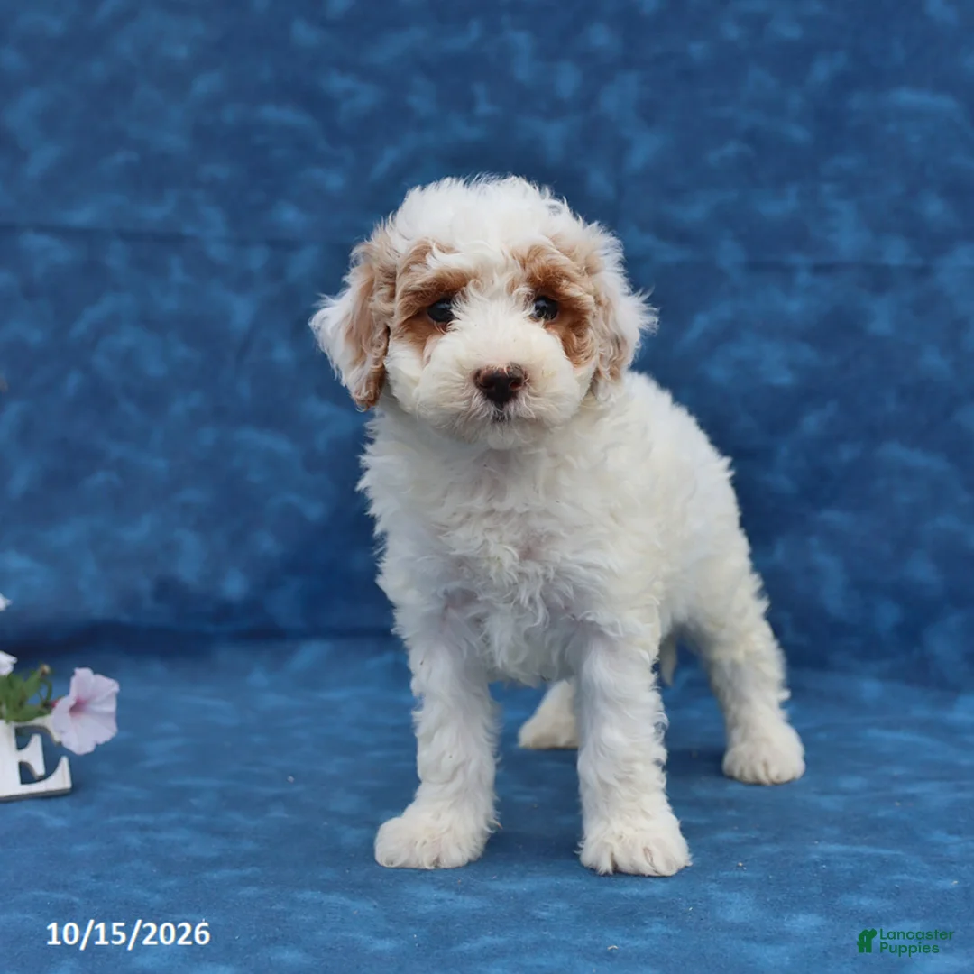 Mini Goldendoodle dogs for sale: Pansy - Ad 2