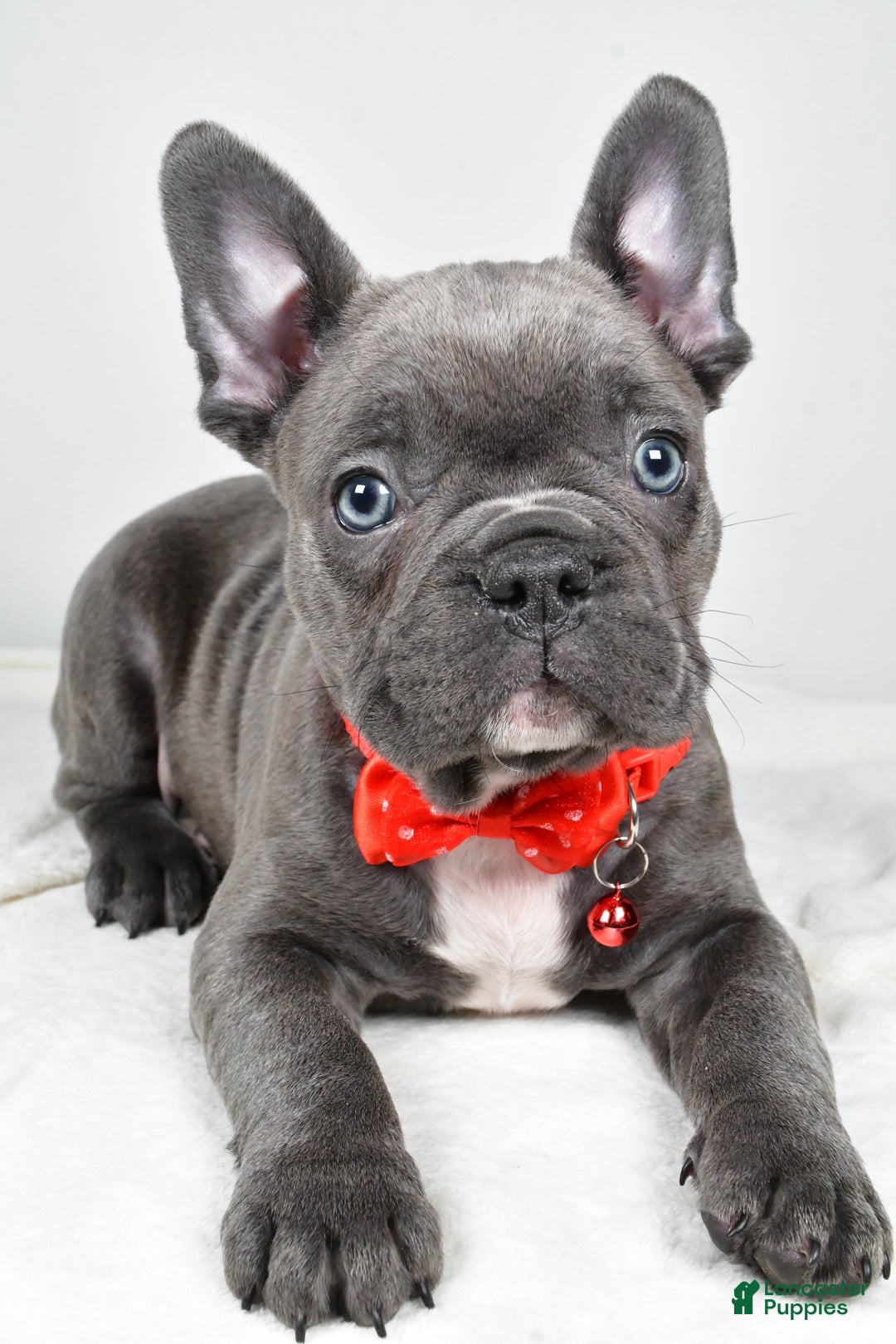 Mixed Breed dogs for sale: Russell - Ad 3