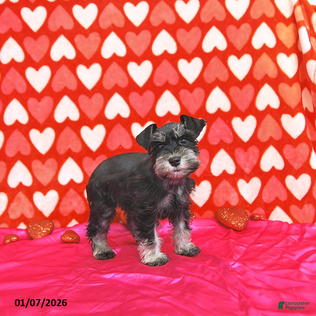 Miniature Schnauzer dogs for sale: Kyah - Ad 4