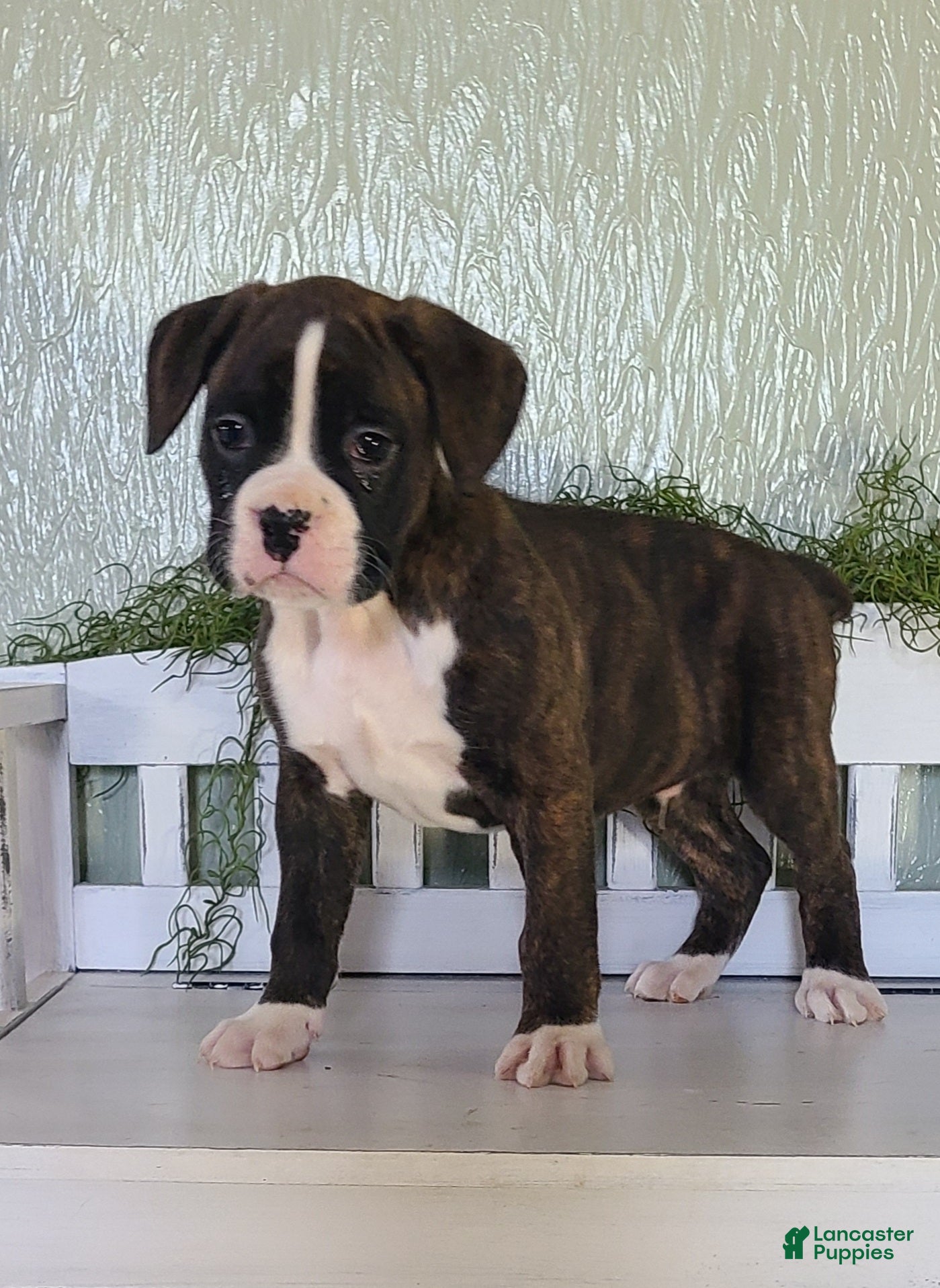 Boxer dogs Duke - Ad 2