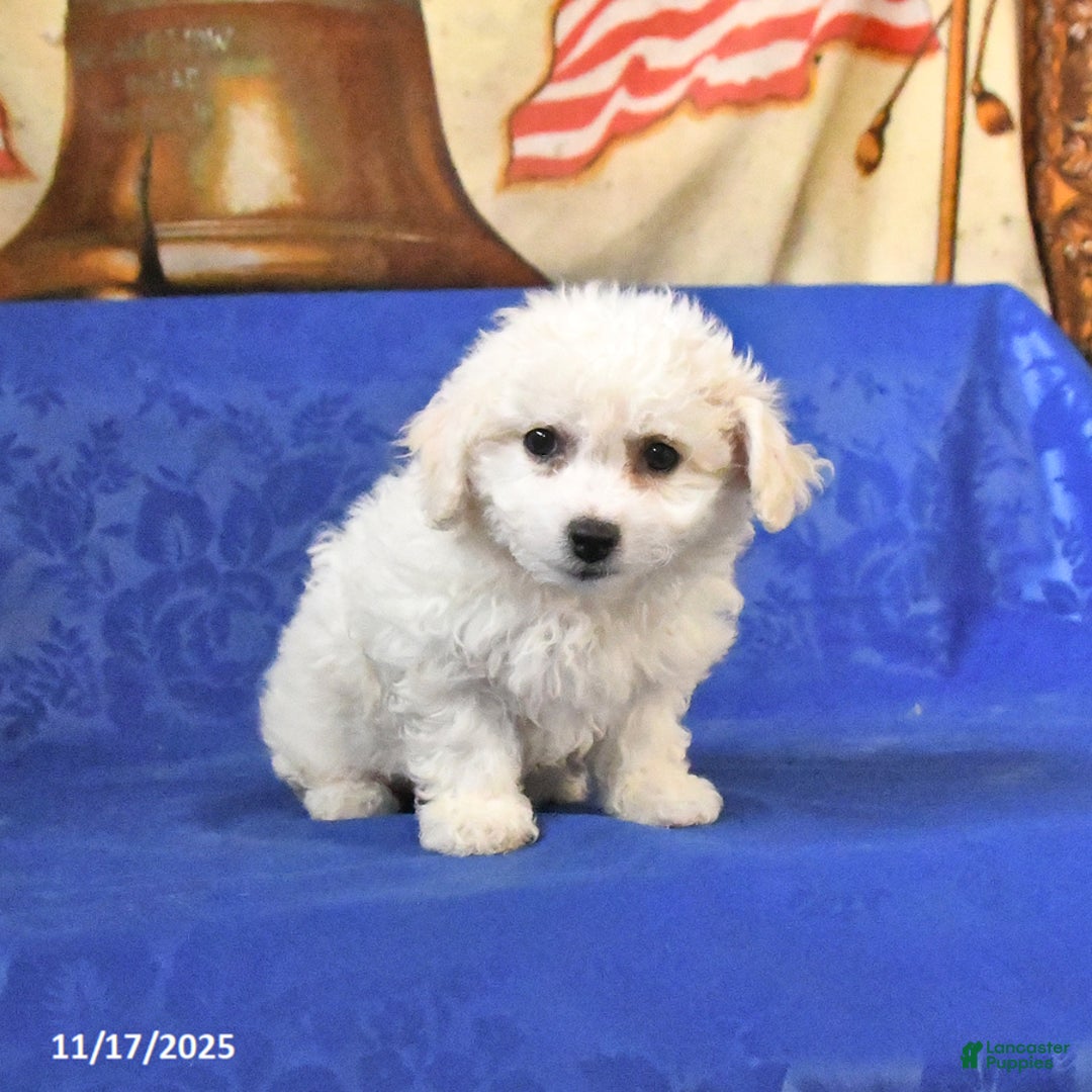 Bichon Frise dogs for sale: Blondie - Ad 4