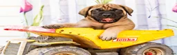 English Mastiff dogs for sale: Murphy - Ad 3