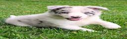 Border Collie dogs for sale: Lacey - Ad 3