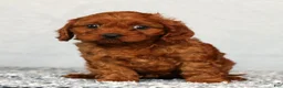 Cavapoo dogs for sale: Fifi - Ad 7