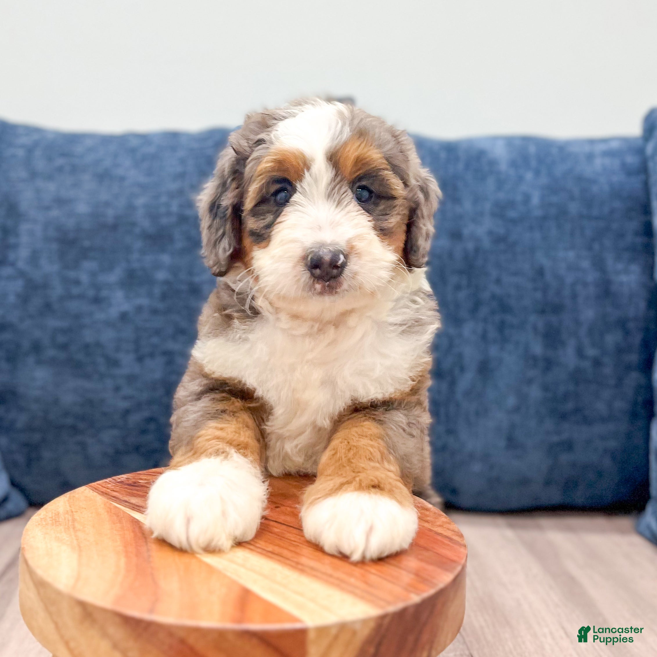 Mini Bernedoodle dogs Daisy - Ad 2