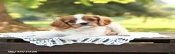 Cavalier King Charles Spaniel dogs for sale: Hugo - Ad 3