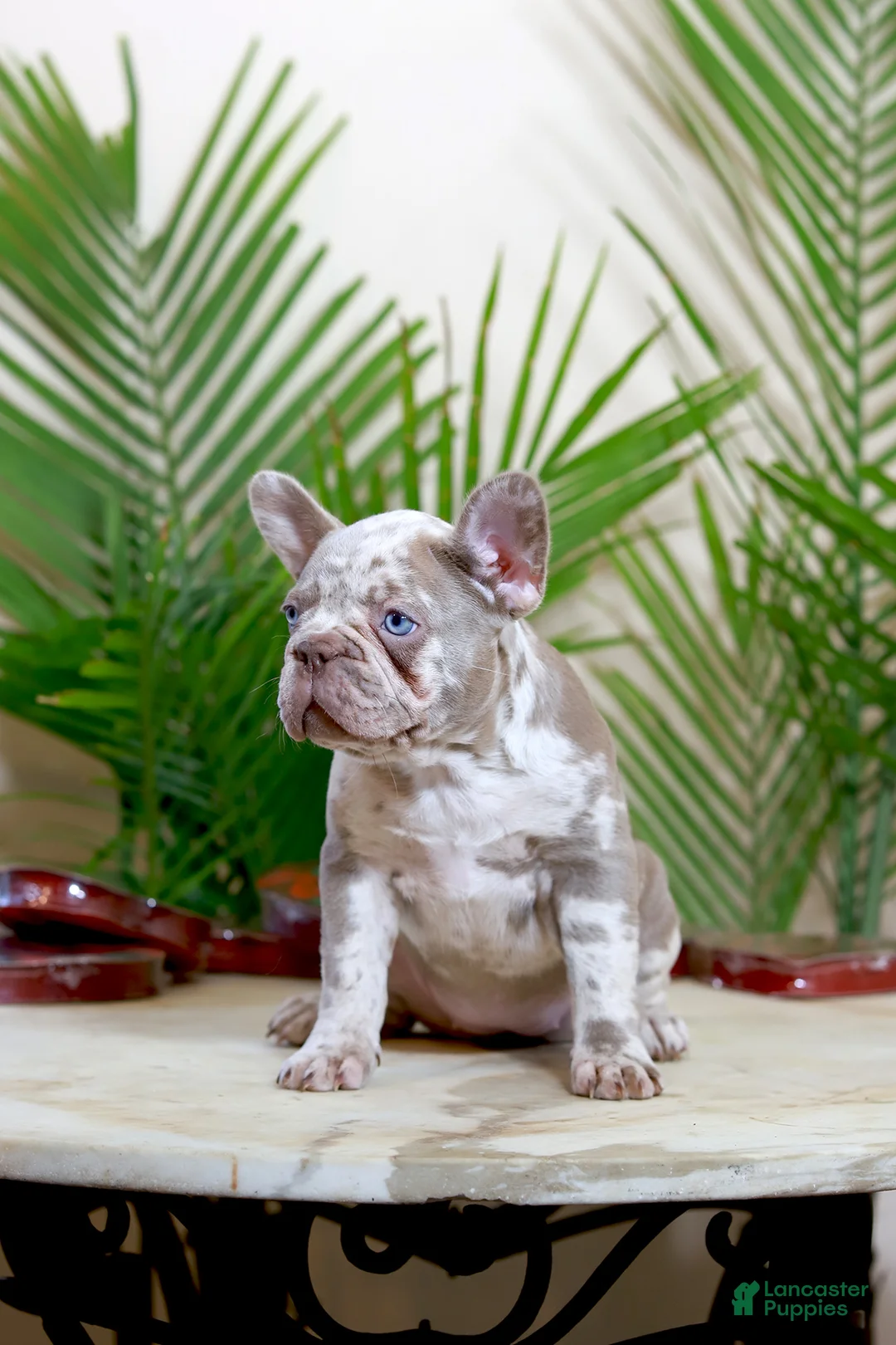 French Bulldog dogs for sale: Milena  - Ad 3