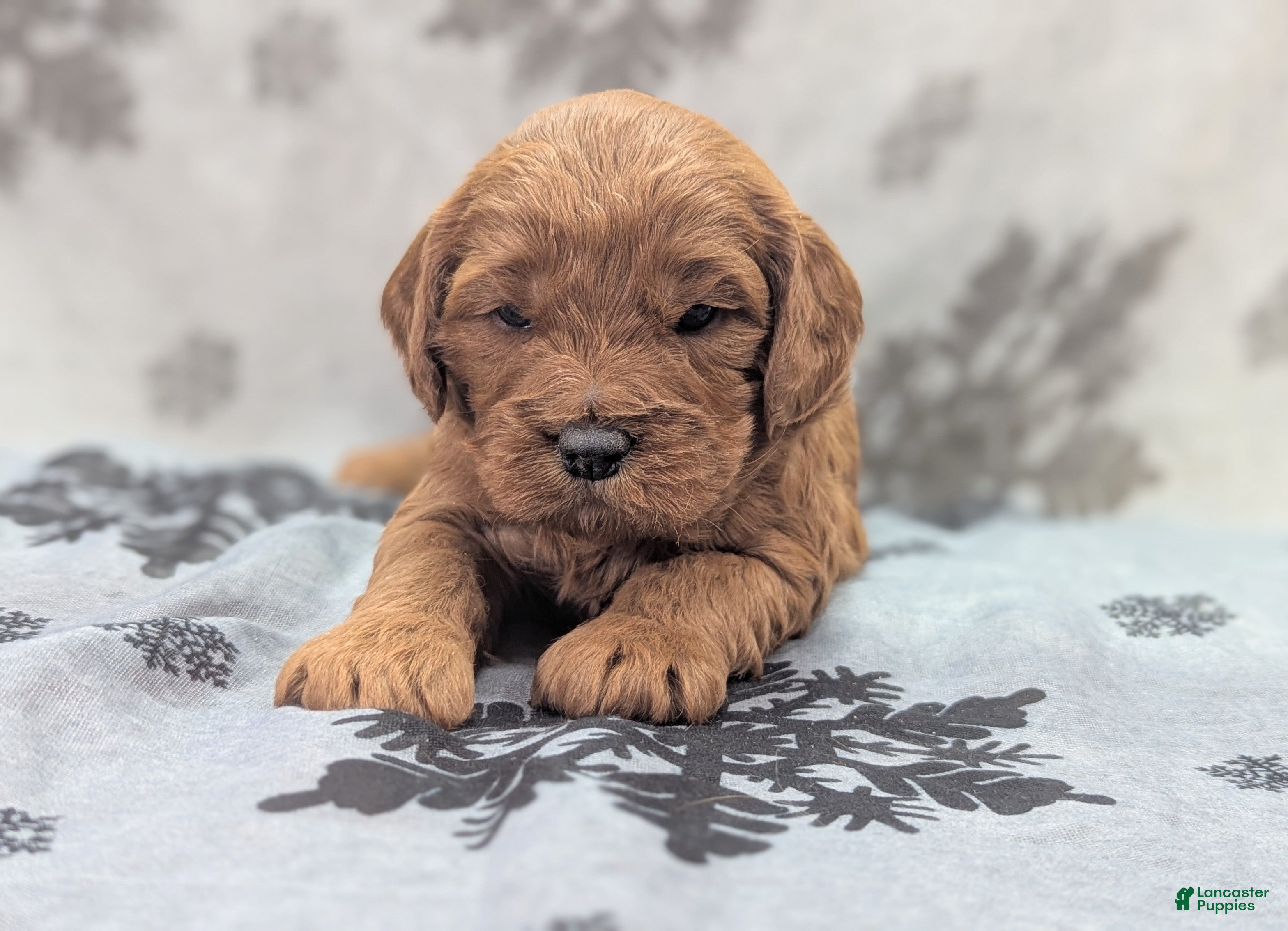 Cavapoo dogs Biscuit - Ad 11