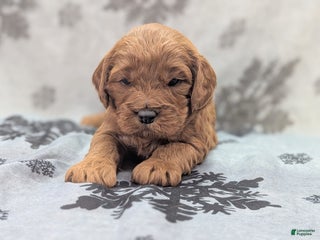 Cavapoo dogs Biscuit - Ad 39