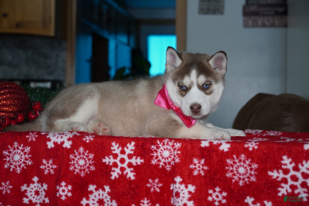 Siberian Husky dogs for sale: River - Ad 6