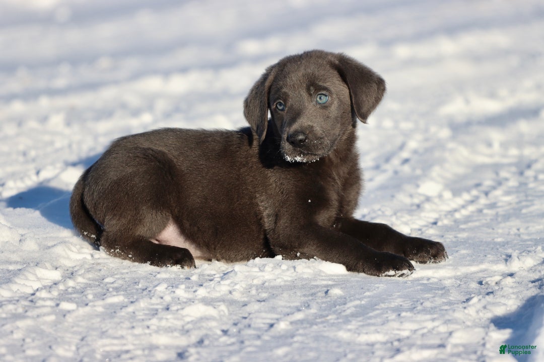 Labrador Retriever dogs for sale: Silver Bullet  - Ad 3