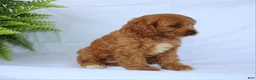 Cavapoo dogs for sale: Sugar - Ad 4