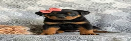 Rottweiler dogs for sale: Darbie - Ad 2