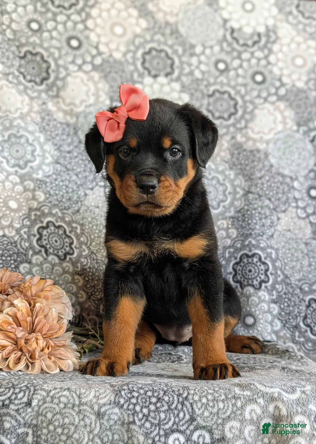 Rottweiler dogs for sale: Darbie - Ad 2