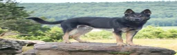 German Shepherd dogs for sale: Maddie - Ad 5