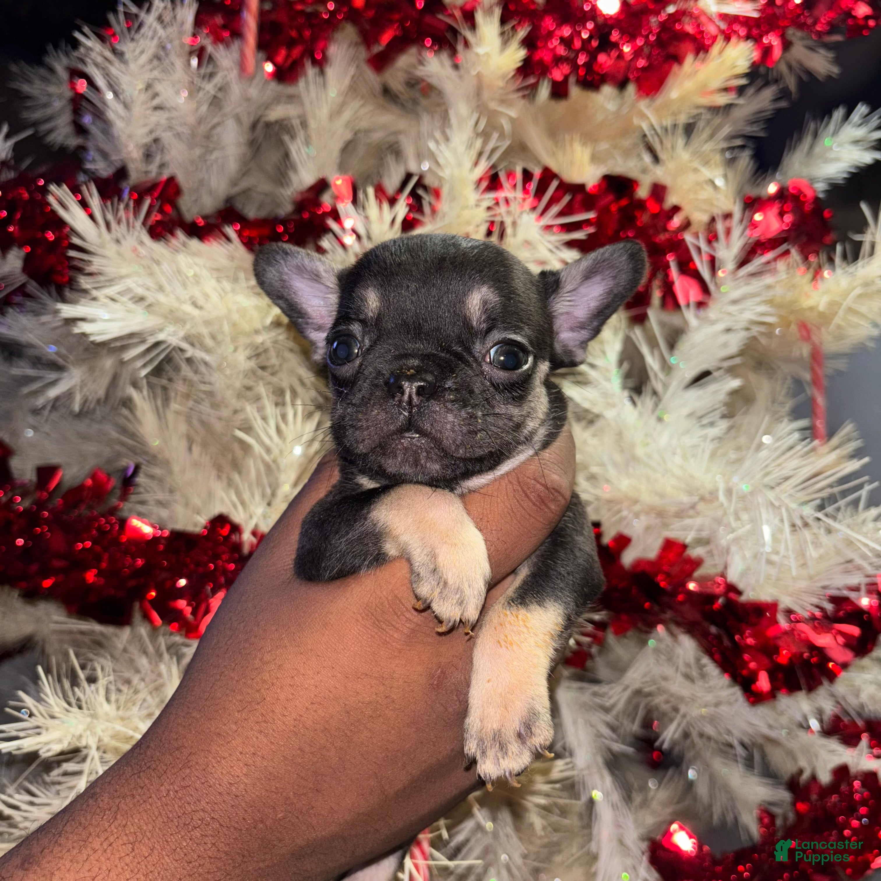 French Bulldog dogs Sixx - Ad 19