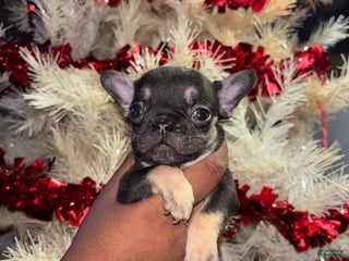 French Bulldog dogs Sixx - Ad 19