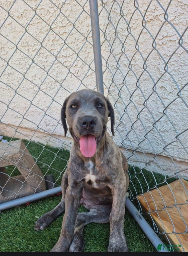 Cane Corso dogs Female reverse brindle - Ad 1