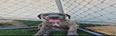 Female reverse brindle