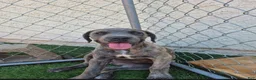 Cane Corso dogs for sale: Female reverse brindle - Ad 1