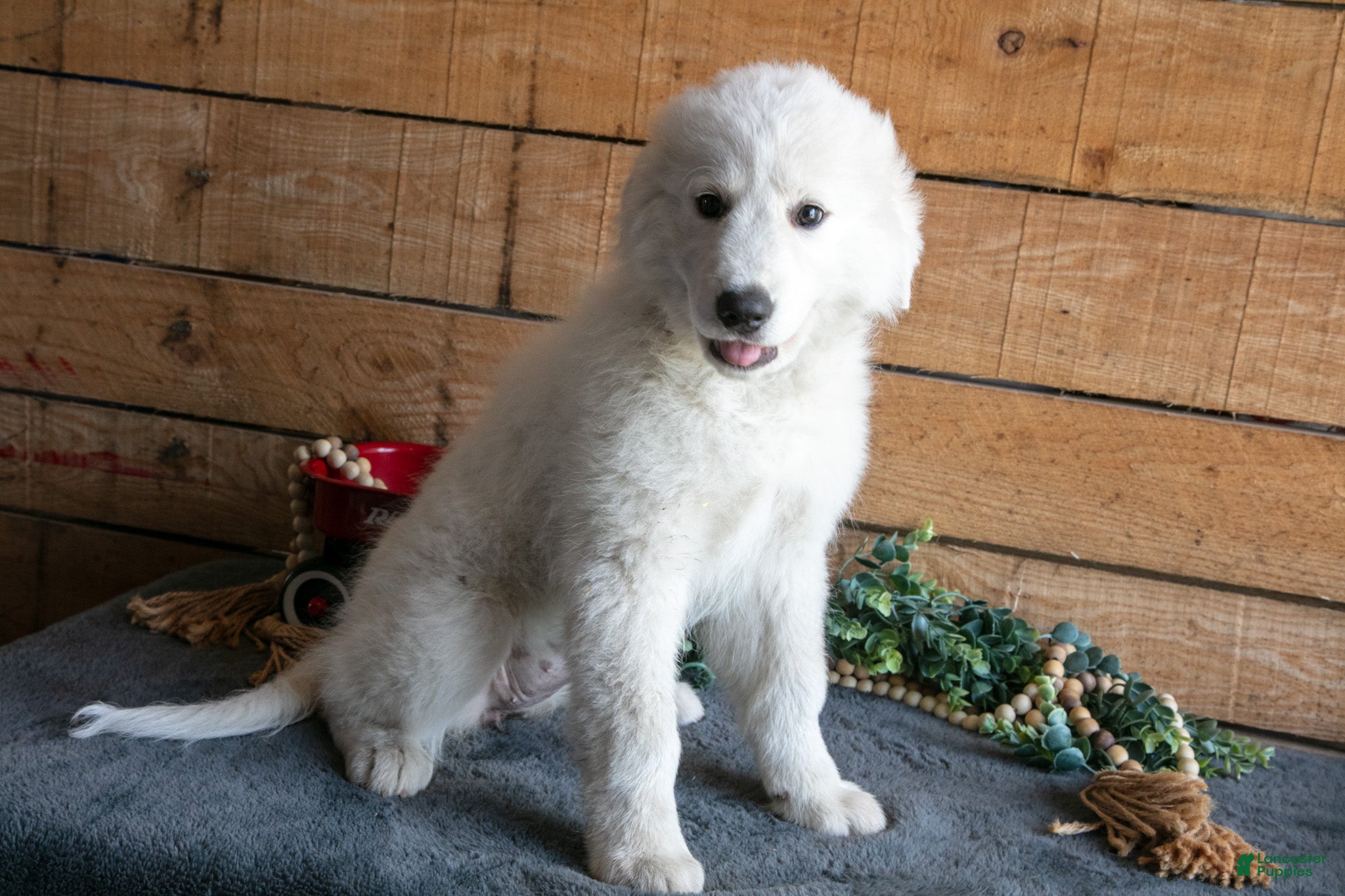 Maremma Sheepdog dogs Paisley - Ad 2