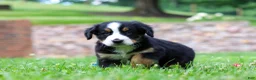 Bernese Mountain Dog dogs for sale: Dixie - Ad 5