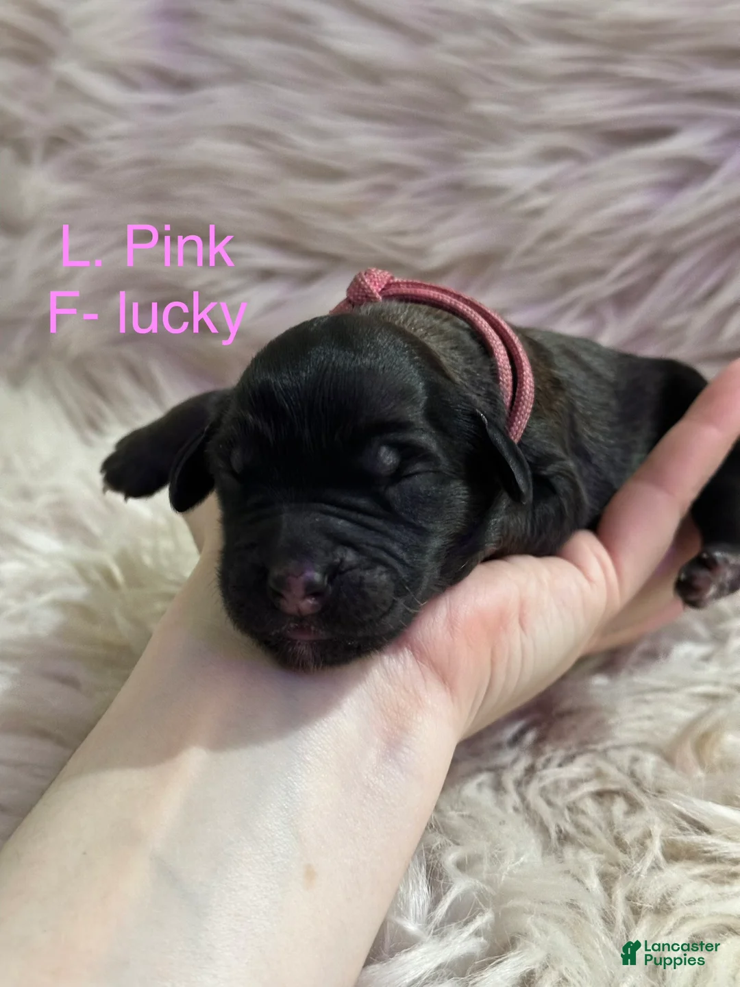 Goldendoodle dogs for sale: Goldendoodle Puppy 10 - Ad 1