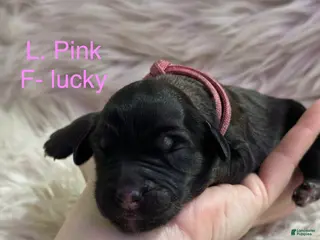 Goldendoodle dogs Goldendoodle Puppy 10 - Ad 3