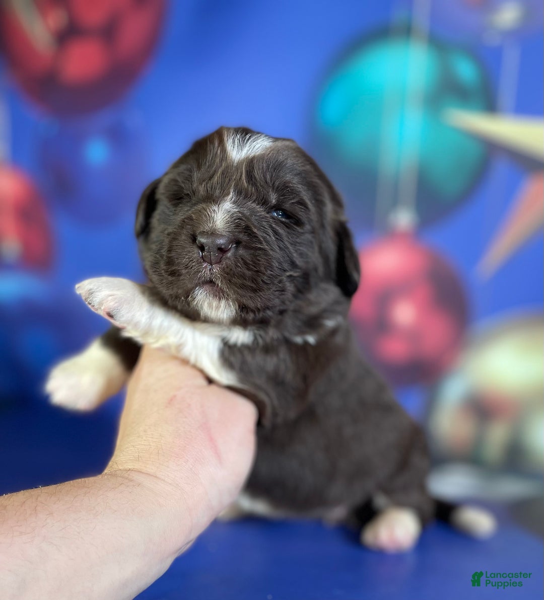 Mixed Breed dogs for sale: Stevie OFA DNA  - Ad 2