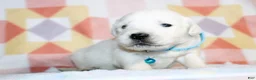 Golden Retriever dogs for sale: Charlie - Ad 1