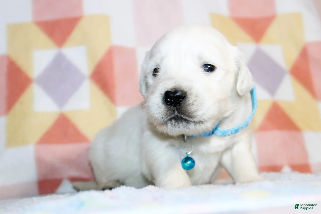 Golden Retriever dogs for sale: Charlie - Ad 1