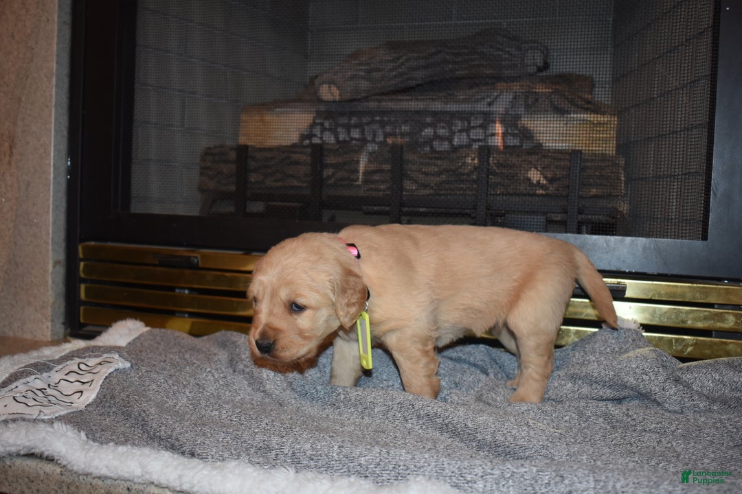 Golden Retriever dogs for sale: Kinzie - Ad 4