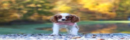Cavalier King Charles Spaniel dogs for sale: Kylie - Ad 4