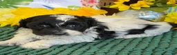 Cockapoo dogs for sale: Molly - Ad 2
