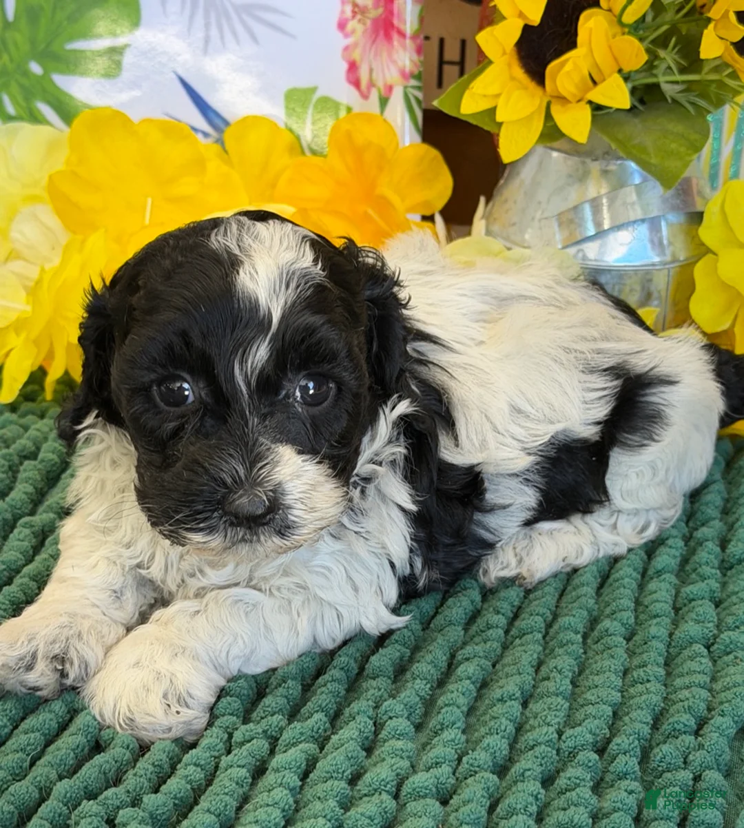 Cockapoo dogs for sale: Molly - Ad 2
