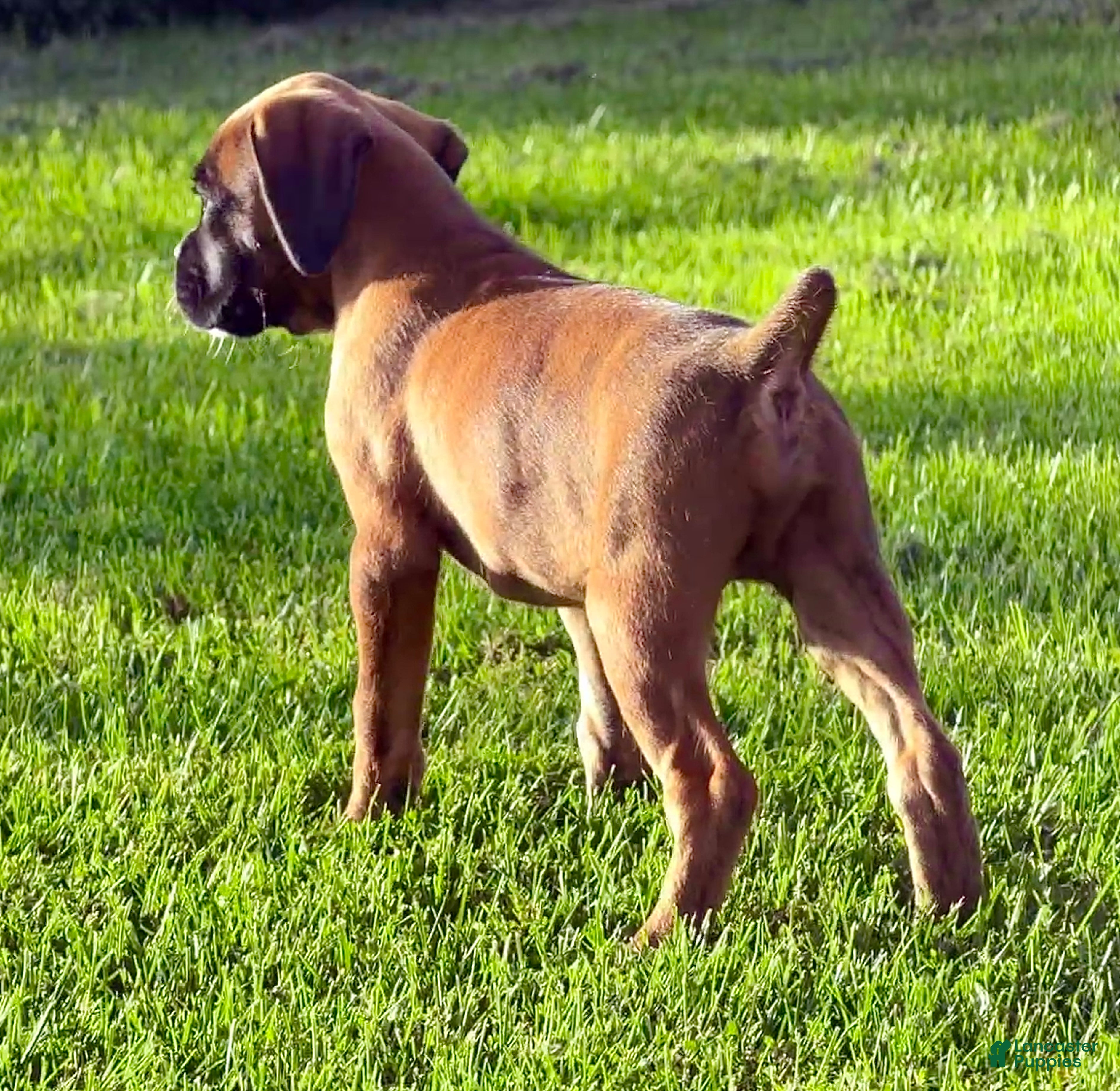 Boxer dogs GIzmo- AKC- Euro lines  - Ad 2