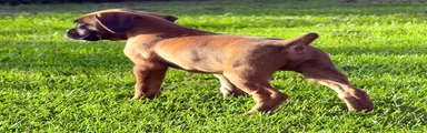 GIzmo- AKC- Euro lines 
