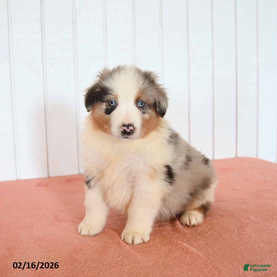 Australian Shepherd dogs Nicky - Ad 1